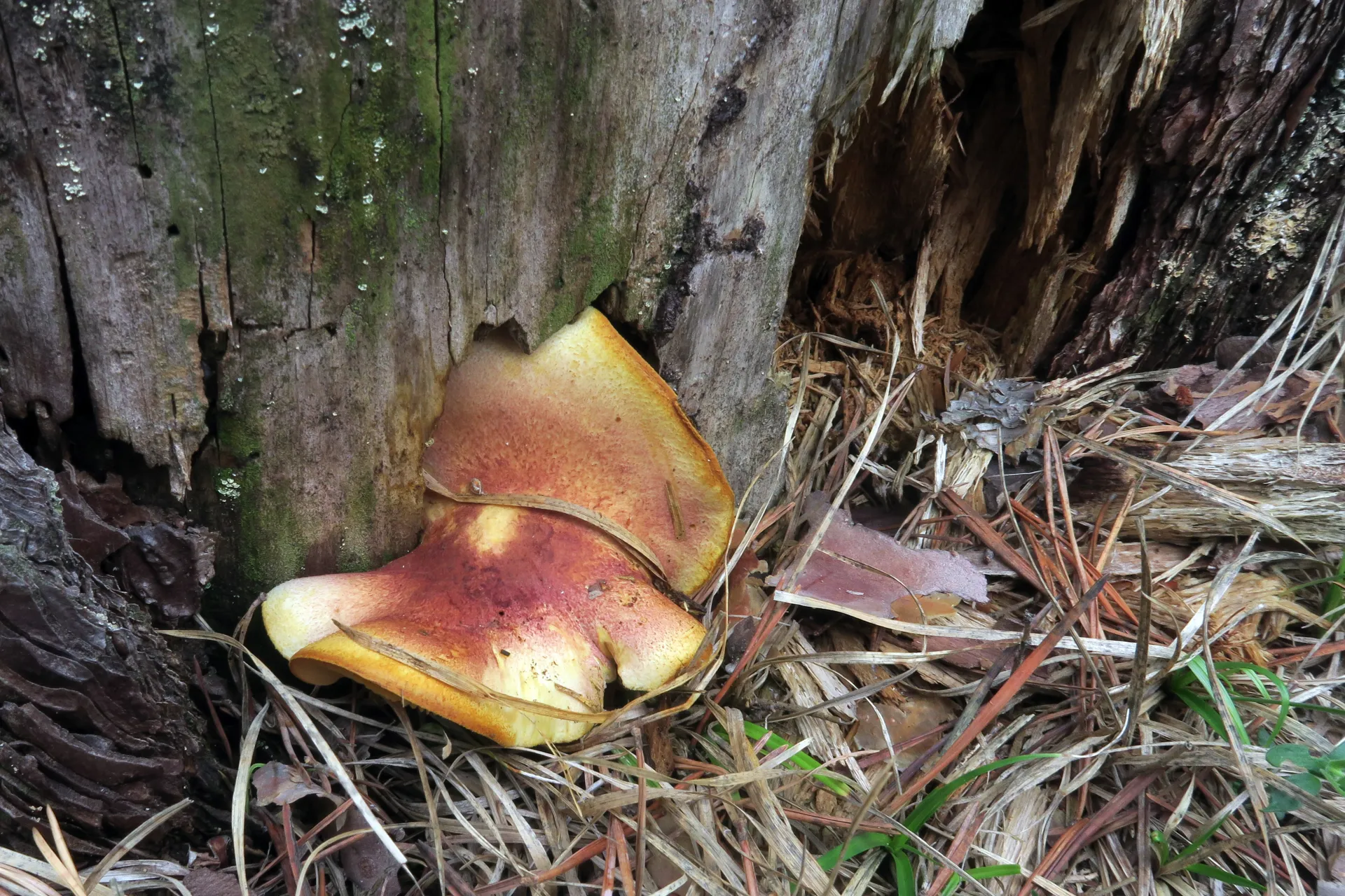 Tricholomopsis rutilans - 1 - IMG_2350